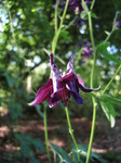 SX06359 Common Columbine (Aquilegia vulgaris).jpg